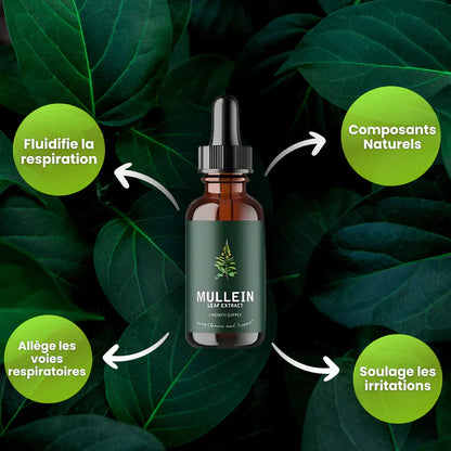 Gouttes pour les poumons à la molène